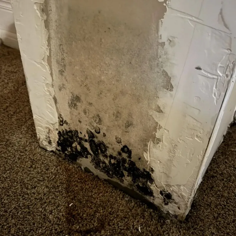 Professional Mold Removal in Sacramento, CA